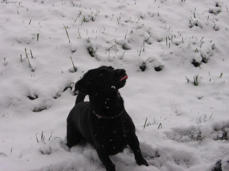 Foto: Dino chyt� vlo�ky