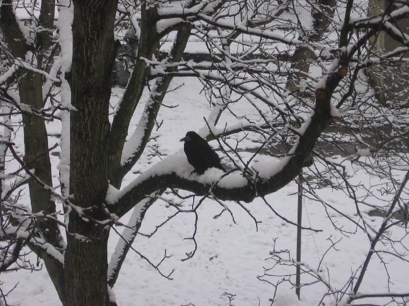 Foto: Havran-Tak jsem tady-na dlouho!