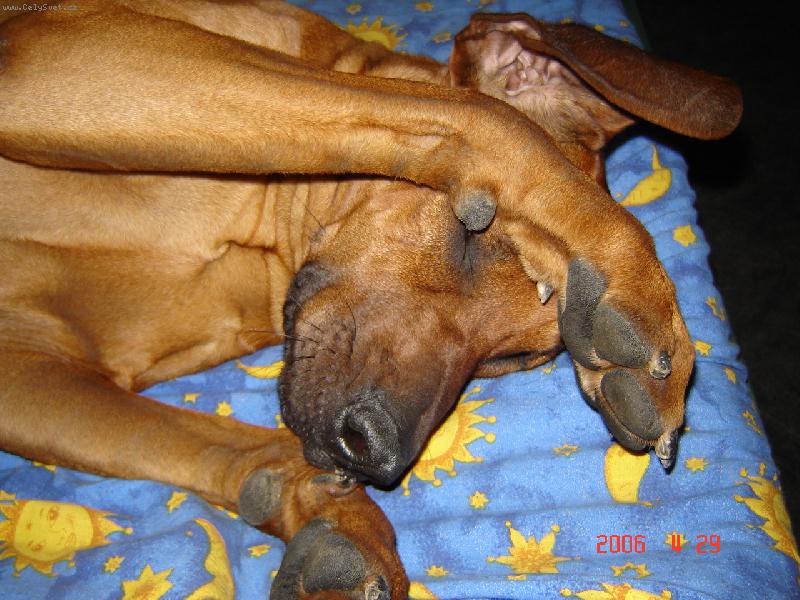 Foto: rhodesk� ridgeback-pros�m o klid