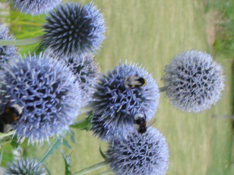 Foto: B�lotrn obecn�