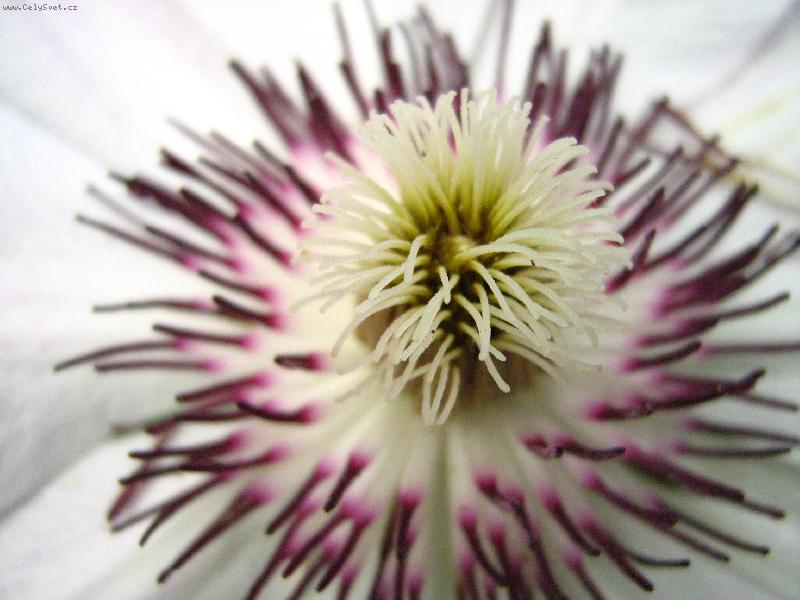 Foto: Plam�nek neboli Klematis