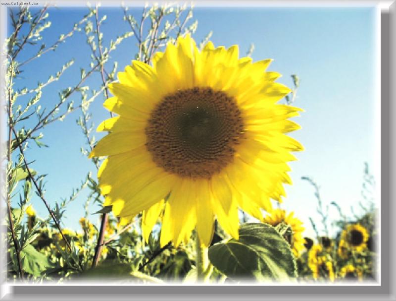 Foto: ...slune�nice...