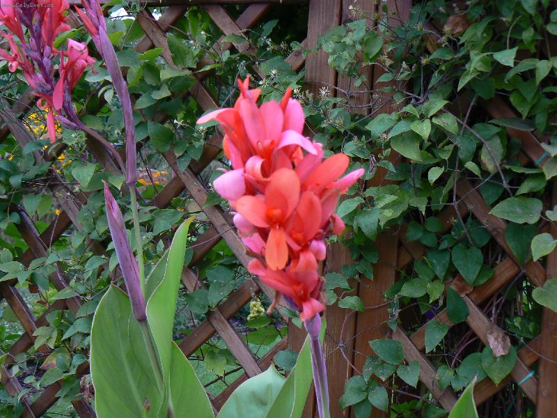 Foto: Kany-Kana kvete n�dhern� i v kv�tin��i .