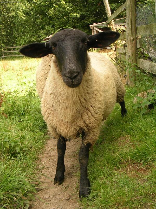 Foto: Ove�ka-Strejdovo ocho�en� ovce