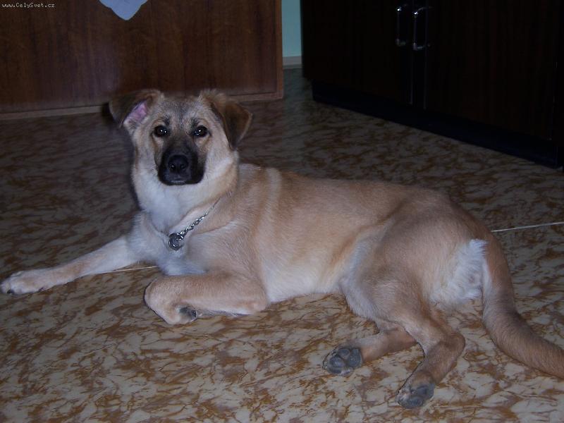 Foto: je�t� jednou bez ozdob-i d�ma mus� odpo��vat