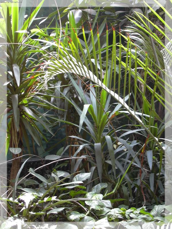 Foto: Rostliny v tropick�m sklen�ku ZOO Safari