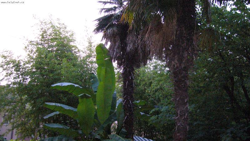 Foto: ban�novn�k-...tak takhle rostou v italsk�ch zahrad�ch