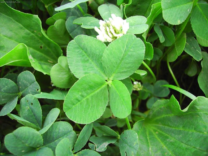 Foto: �ty�i l�stky pro �t�st�