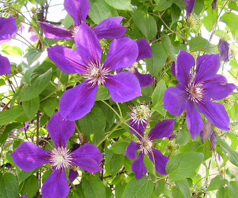 Foto: Klematis