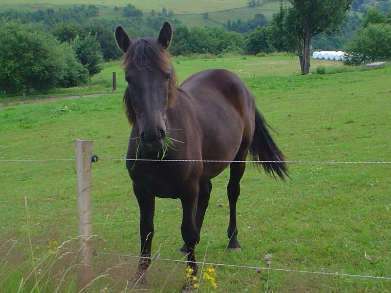 Foto: K��-Kon�k