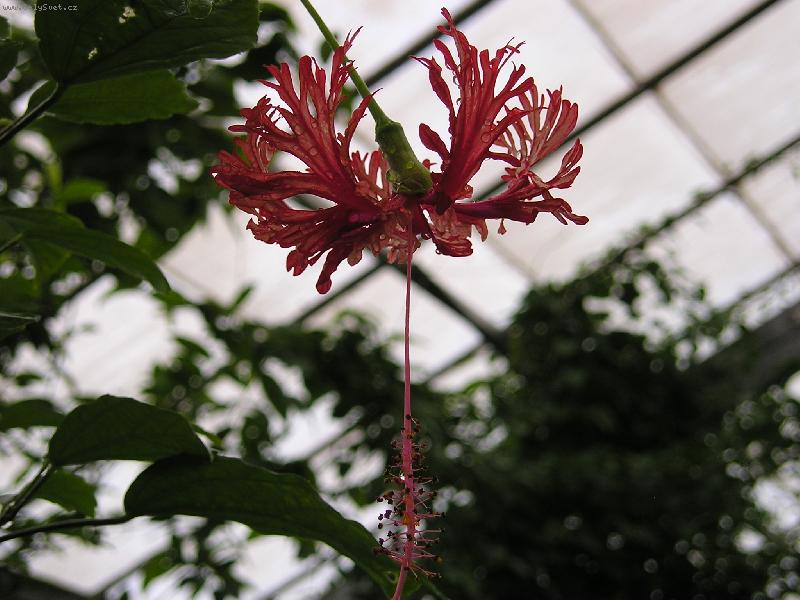 Foto: Nadherna rostlina