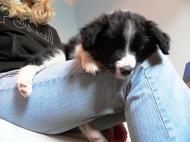 Foto: Borgia corrie mintaka-Borderka