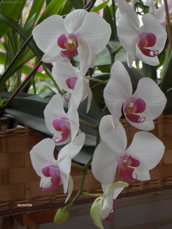 Foto: Phalaenopsis