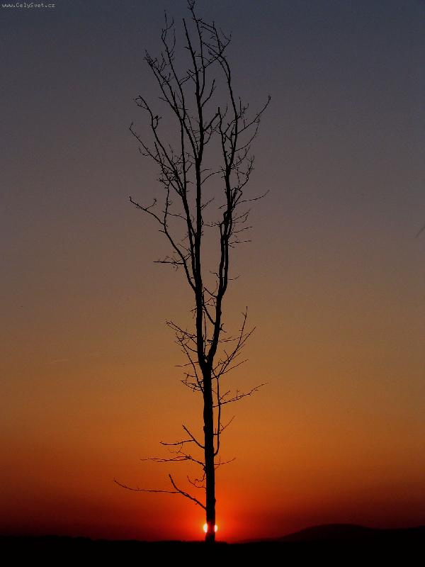 Foto: slunce za stromem