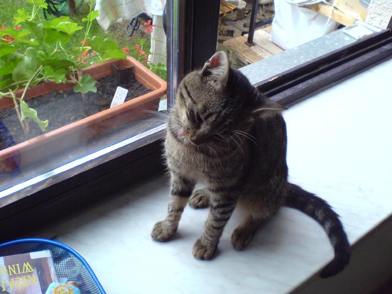 Foto: Mat�sek-n� kocourek se moc rad um�v� sv�m jaz��kem:)