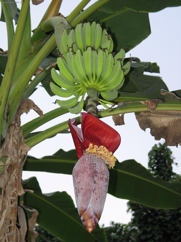 Foto: kvet bananu