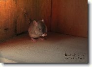 Z�ti�� s potkem