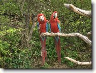 papou��� siesta