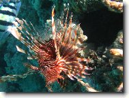 Perut�n z Dahabu,Egypt