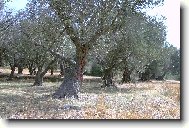 Star� olivy u Timbaki,Kr�ta
