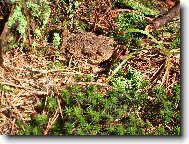 Dokonale maskovan�