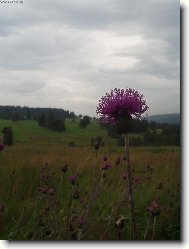 Ve�er na �umav�