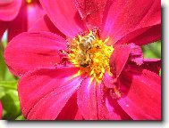 Symbi�za mezi v�elou a rostlinou