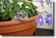 K�e�ek zahradn�kem