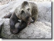 Medv�d hn�d� - z ve�ern��ku od Chaloupky