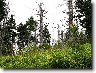 opravdu Kru�n� hory