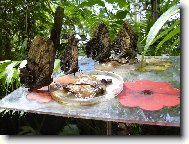 Krmen� mot�lk�