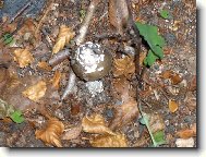 Posledn� sma�enice