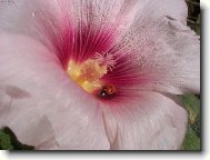 R��ov� p��telstv�