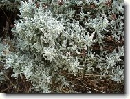 Co n�m to tu vyrostlo