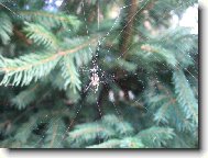 Pavou�ek si buduje domov