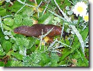 Na rann� proch�zce