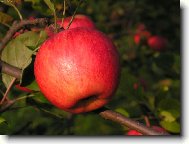 Tak u� dozr�lo...