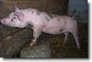 Bivoj z V�ova ml�na