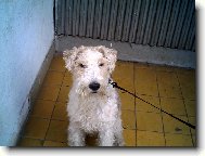 jsem nejhodn�j�� pes