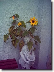 kotek na�� zahr�dky