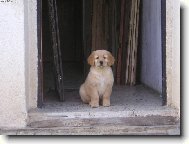 Kdo se opov�� vstoupit, toho kousnu