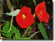 Licho�e�i�nice