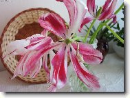 kv�tinov� komposice