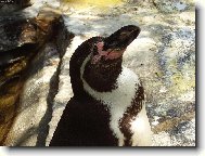 Sn�c� tu���k