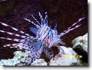 Jin� tv�� �ivota