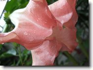 and�lsk� trumpetka