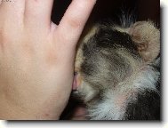 Mor�ec� kamar�d