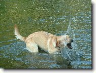 Bady ve vod�
