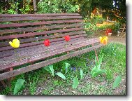 rozkvetl� lavi�ka