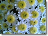 :) �ekni kde ty kytky jsou.....